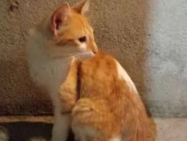 Gato ra a Sem raça definida idade 2 a 6 meses nome Sem nome