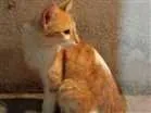 Gato raça Sem raça definida idade 2 a 6 meses nome Sem nome