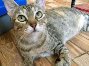 Gato raça SRD idade 2 anos nome Cristine