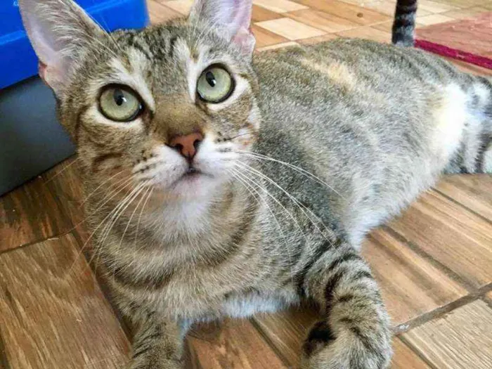 Gato ra a SRD idade 2 anos nome Cristine