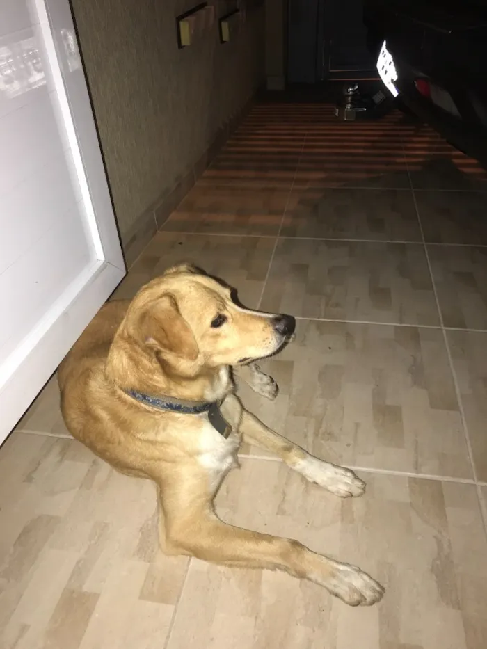 Cachorro ra a SRD idade 3 anos nome Indefinido