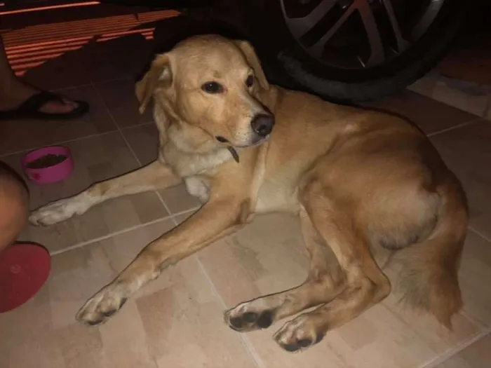 Cachorro ra a SRD idade 3 anos nome Indefinido