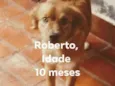 Roberto