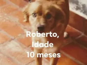 Cachorro raça Misturado idade  nome Roberto