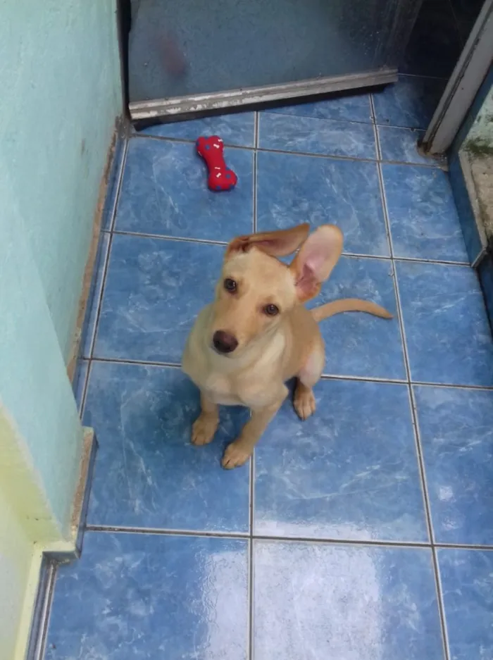 Cachorro ra a Vira lata idade 7 a 11 meses nome Nina