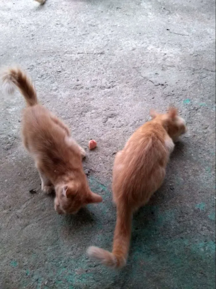 Gato raça Não sei idade 2 a 6 meses nome Não tem nome ainda
