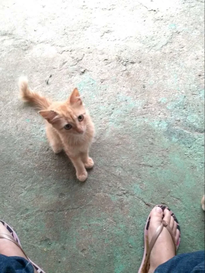 Gato raça Não sei idade 2 a 6 meses nome Não tem nome ainda