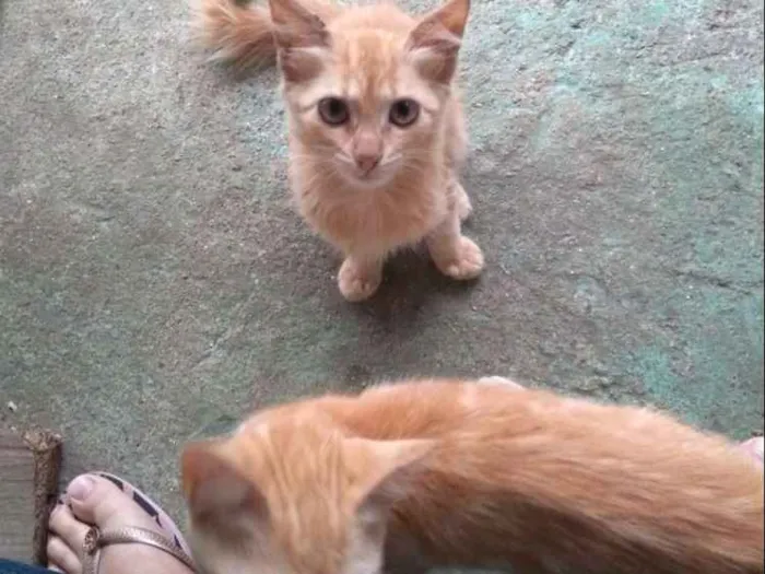 Gato raça Não sei idade 2 a 6 meses nome Não tem nome ainda
