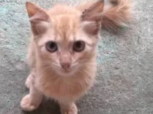 Gato raça Não sei idade 2 a 6 meses nome Não tem nome ainda