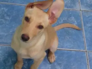 Cachorro raça Vira lata idade 7 a 11 meses nome Nina