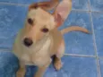 Nina