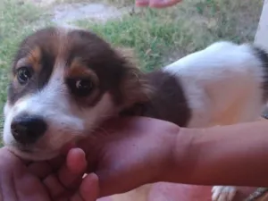 Cachorro raça mestiços idade 2 a 6 meses nome Manu e 07 filhotes