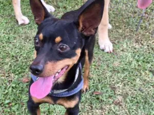 Cachorro raça Srd idade 2 anos nome Pingo