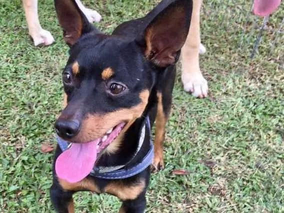 Cachorro ra a Srd idade 2 anos nome Pingo