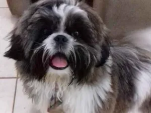 Cachorro raça Shih Tzu idade 7 a 11 meses nome Sansão