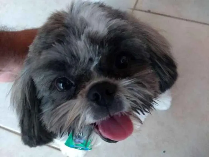 Cachorro raça Shih Tzu idade 7 a 11 meses nome Sansão