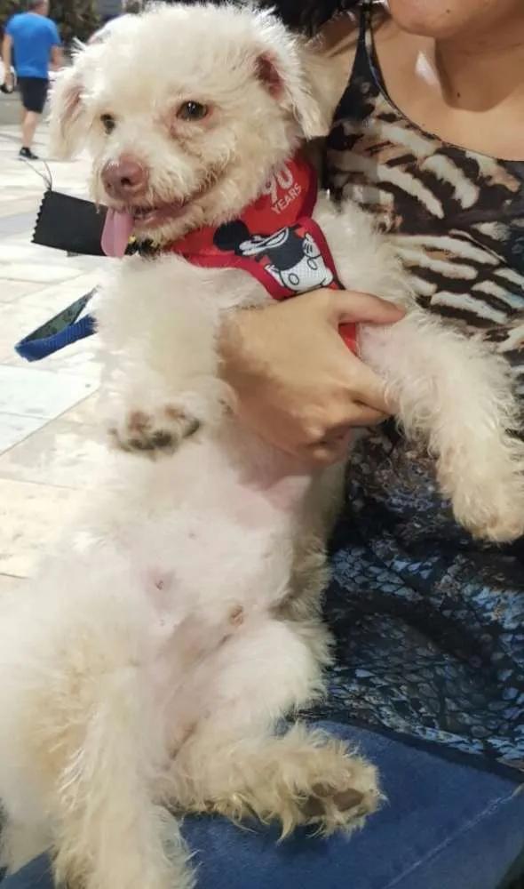 Cachorro ra a SRD idade 2 anos nome Simbione