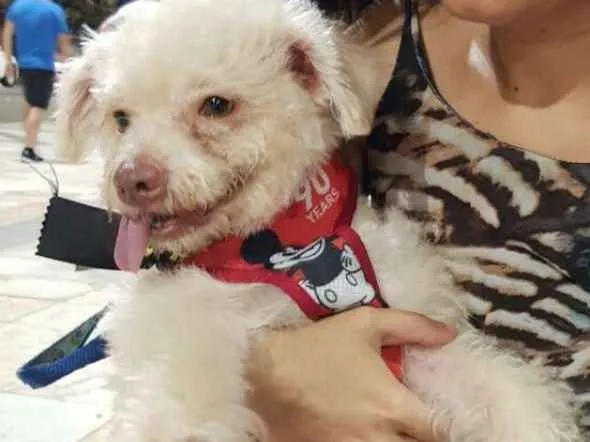 Cachorro ra a SRD idade 2 anos nome Simbione