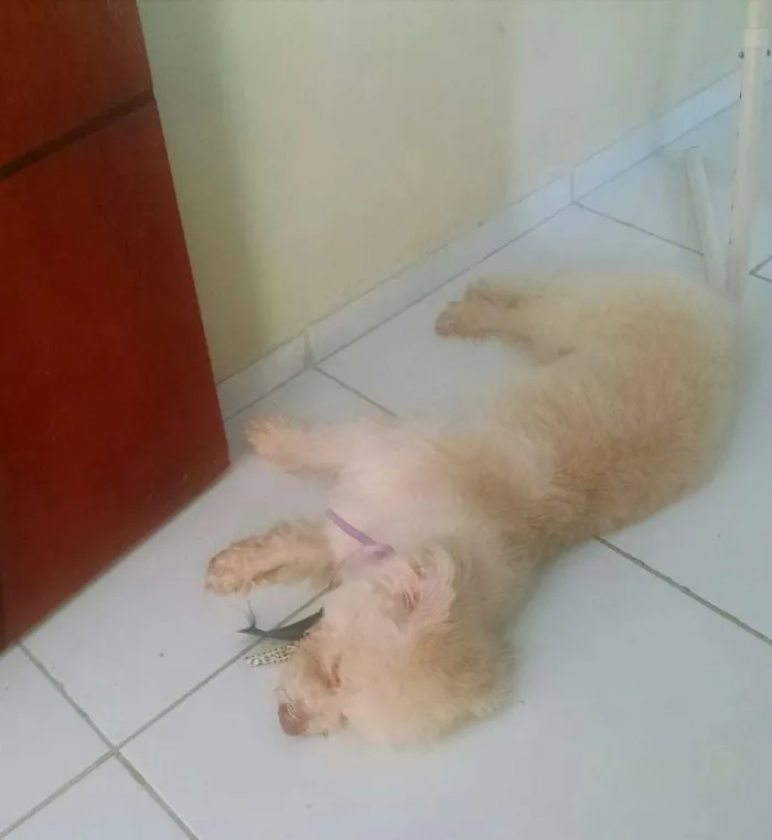 Cachorro ra a SRD idade 2 anos nome Simbione