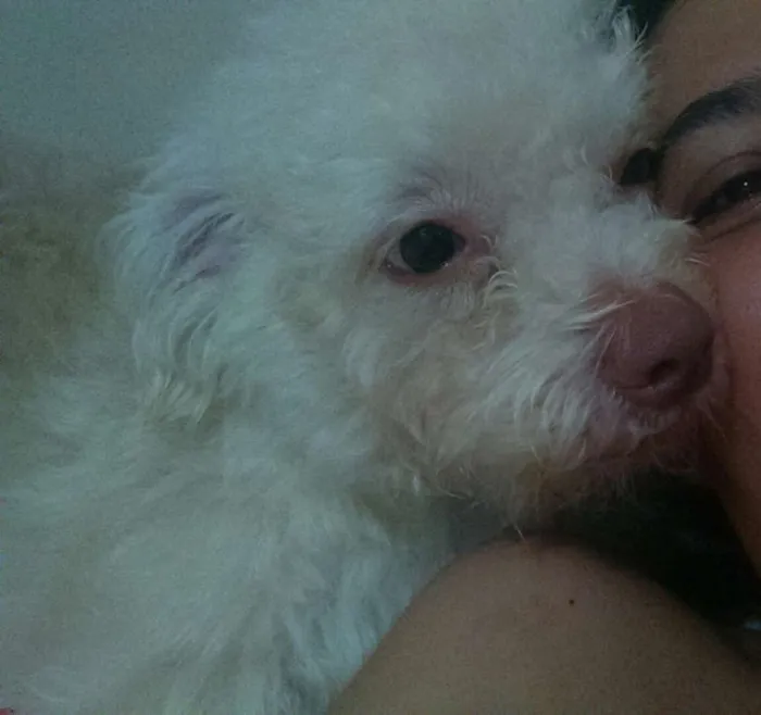 Cachorro ra a SRD idade 2 anos nome Simbione