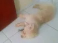 Simbione