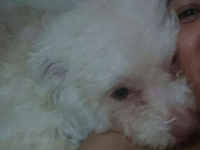 Cachorro ra a SRD idade 2 anos nome Simbione