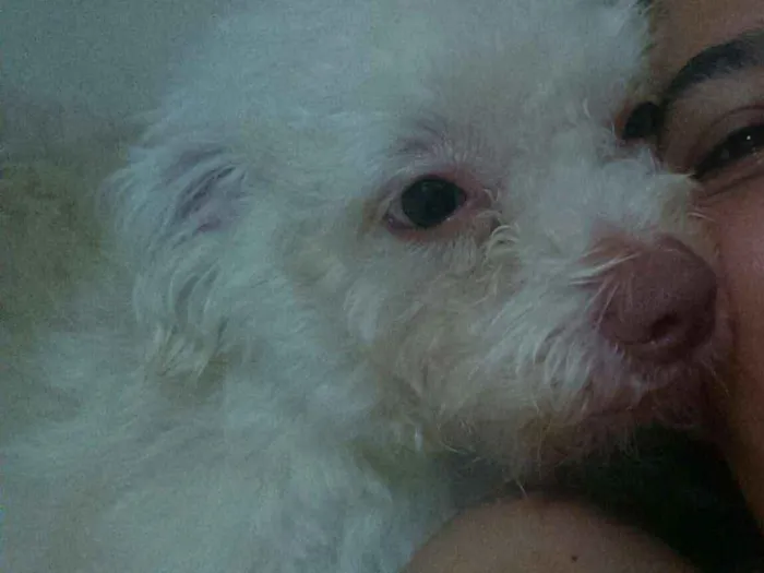 Cachorro ra a SRD idade 2 anos nome Simbione