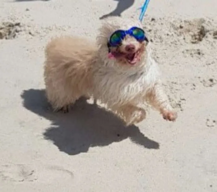 Cachorro ra a SRD idade 2 anos nome Simbione