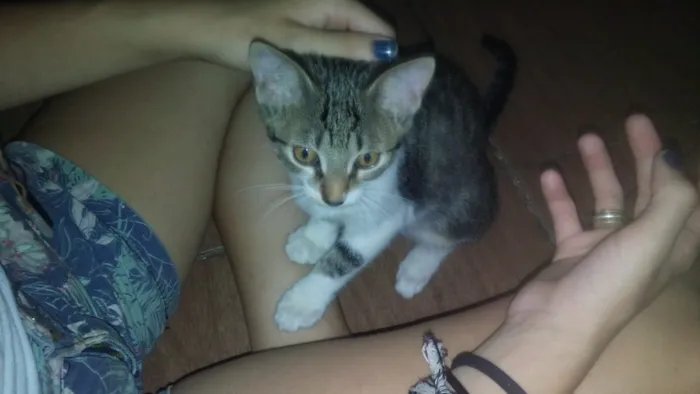 Gato ra a Vira lata idade 2 a 6 meses nome Nao tem