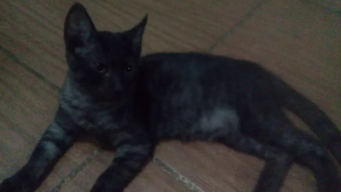 Gato ra a Vira lata idade 2 a 6 meses nome Nao tem