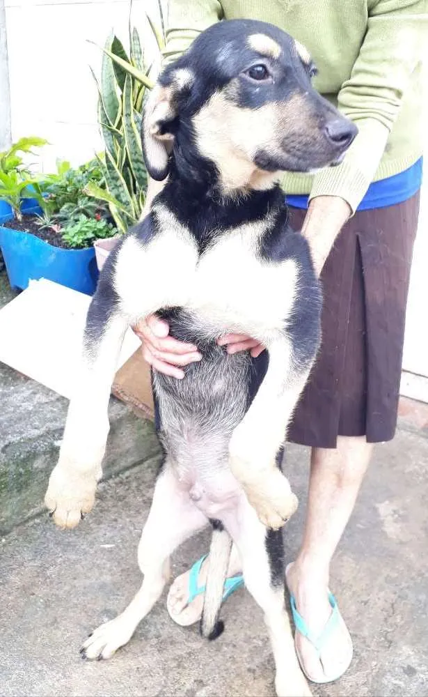 Cachorro ra a Srd idade 2 a 6 meses nome Filhote 