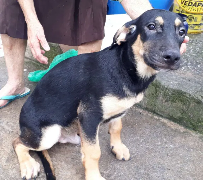 Cachorro ra a Srd idade 2 a 6 meses nome Sem nome filhote 