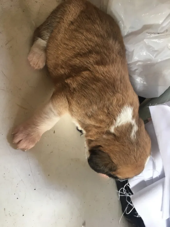 Cachorro ra a Viralata idade Abaixo de 2 meses nome Janaina ou bolinha 