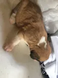 Janaina ou bolinha