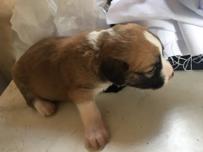 Cachorro ra a Viralata idade Abaixo de 2 meses nome Janaina ou bolinha 