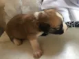 Janaina ou bolinha