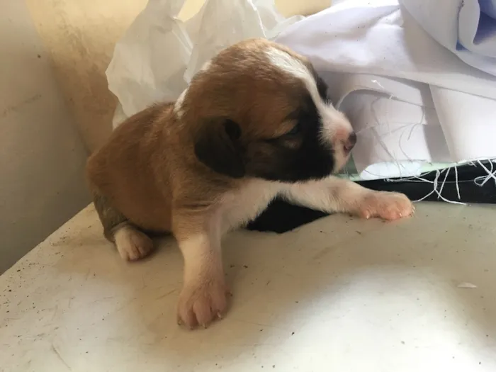 Cachorro ra a Viralata idade Abaixo de 2 meses nome Janaina ou bolinha 