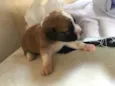 Janaina ou bolinha