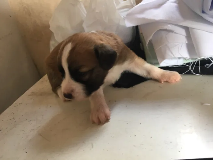 Cachorro ra a Viralata idade Abaixo de 2 meses nome Janaina ou bolinha 