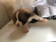 Janaina ou bolinha