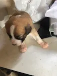 Janaina ou bolinha