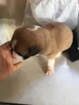 Janaina ou bolinha