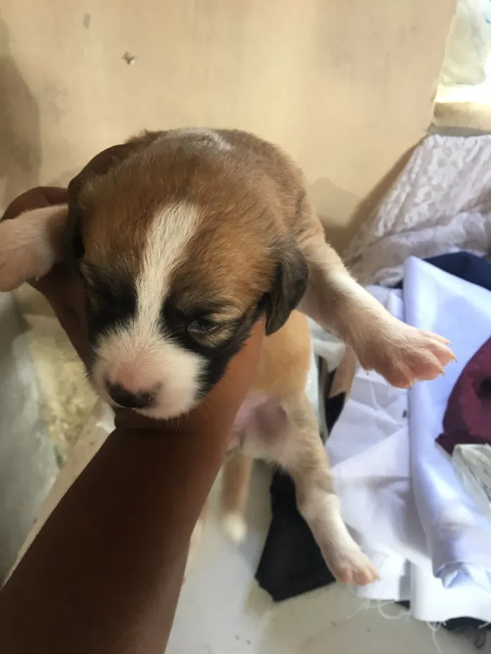 Cachorro ra a Viralata idade Abaixo de 2 meses nome Janaina ou bolinha 