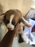 Janaina ou bolinha