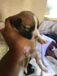 Janaina ou bolinha