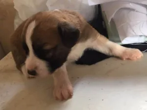 Cachorro raça Viralata idade Abaixo de 2 meses nome Janaina ou bolinha 