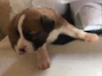 Janaina ou bolinha