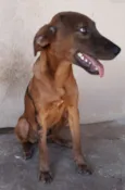 Bom Bom