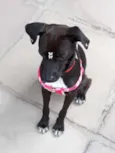 Amora
