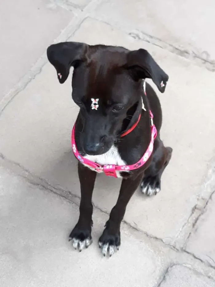 Cachorro ra a não definida idade 1 ano nome Amora